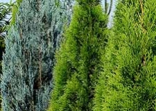 Četinjače - ukrasno bilje Četinjače - ukrasno bilje