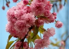 Japanska trešnja Japanska trešnja
