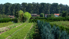 Rasadnik Bjelovar Rasadnik Bjelovar