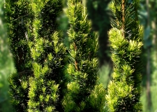 Taxus Baccata Fastigiata Aurea Taxus Baccata Fastigiata Aurea